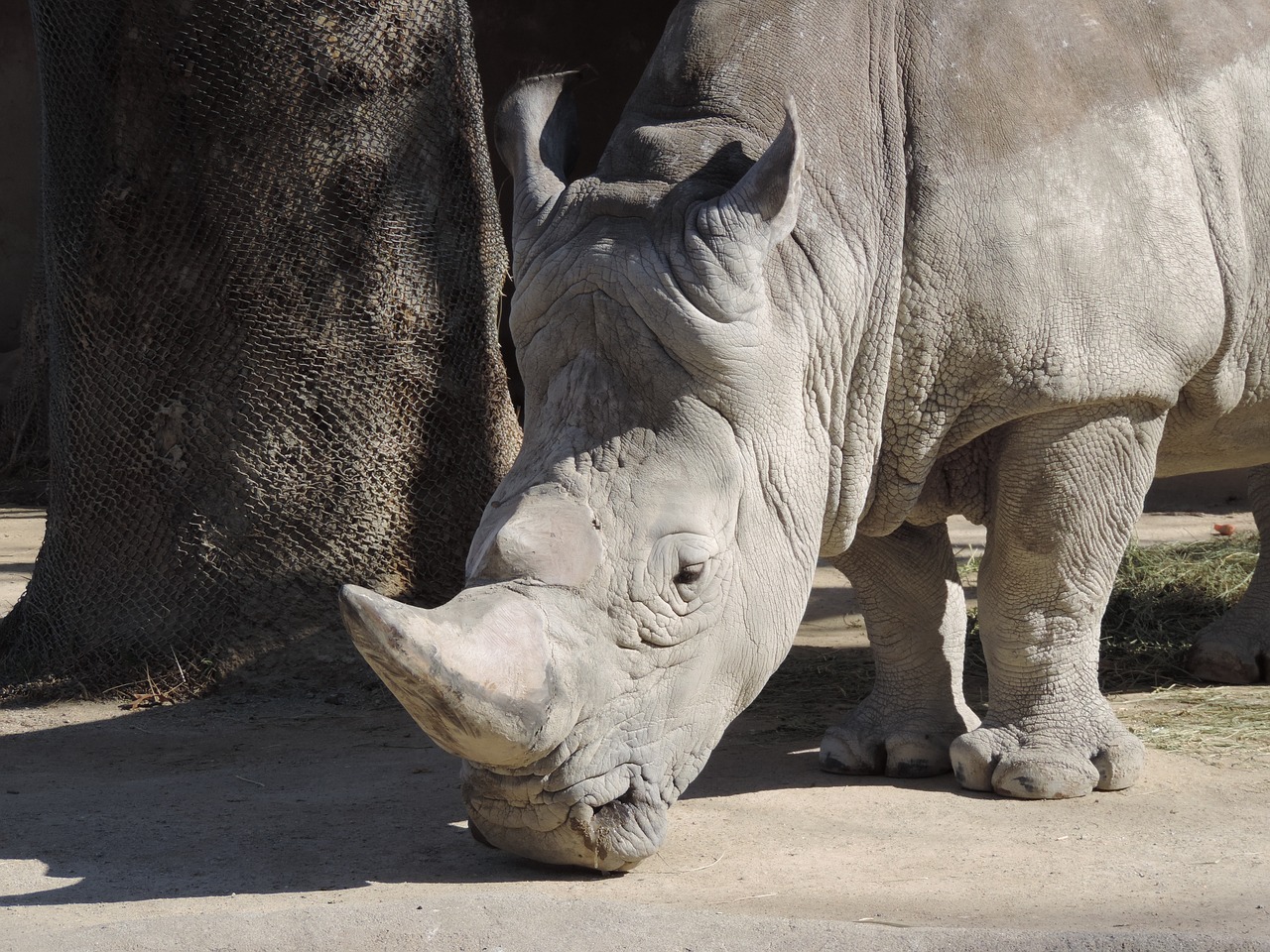 Gyvūnas,  Zoo,  Pobūdį,  Raganosis,  Afrikos,  Žinduolis, Nemokamos Nuotraukos,  Nemokama Licenzija