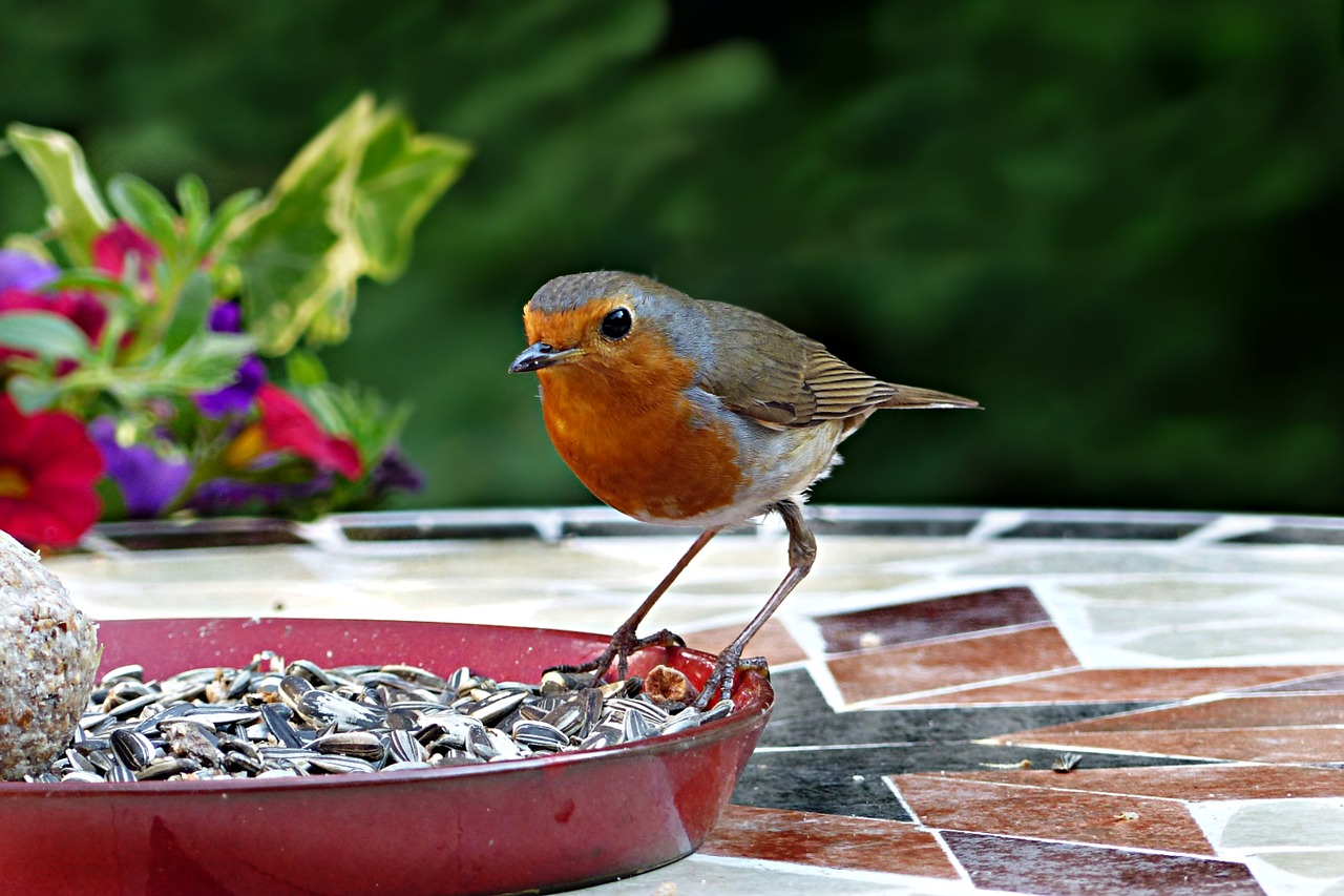 Gyvūnas,  Paukštis,  Robin,  Erithacus Rubecula,  Songbird,  Maitinimasis,  Paukštis Sėklos,  Mažas,  Mielas,  Sodas