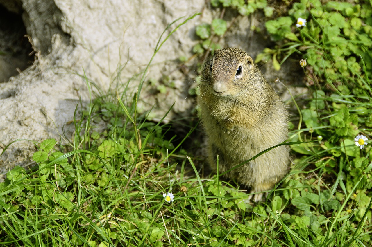 Gyvūnas,  Starai,  Iš Arti,  Spermophilus Citellus,  Žinduolis,  Nager,  Mielas,  Kailiai,  Pobūdį,  Furry