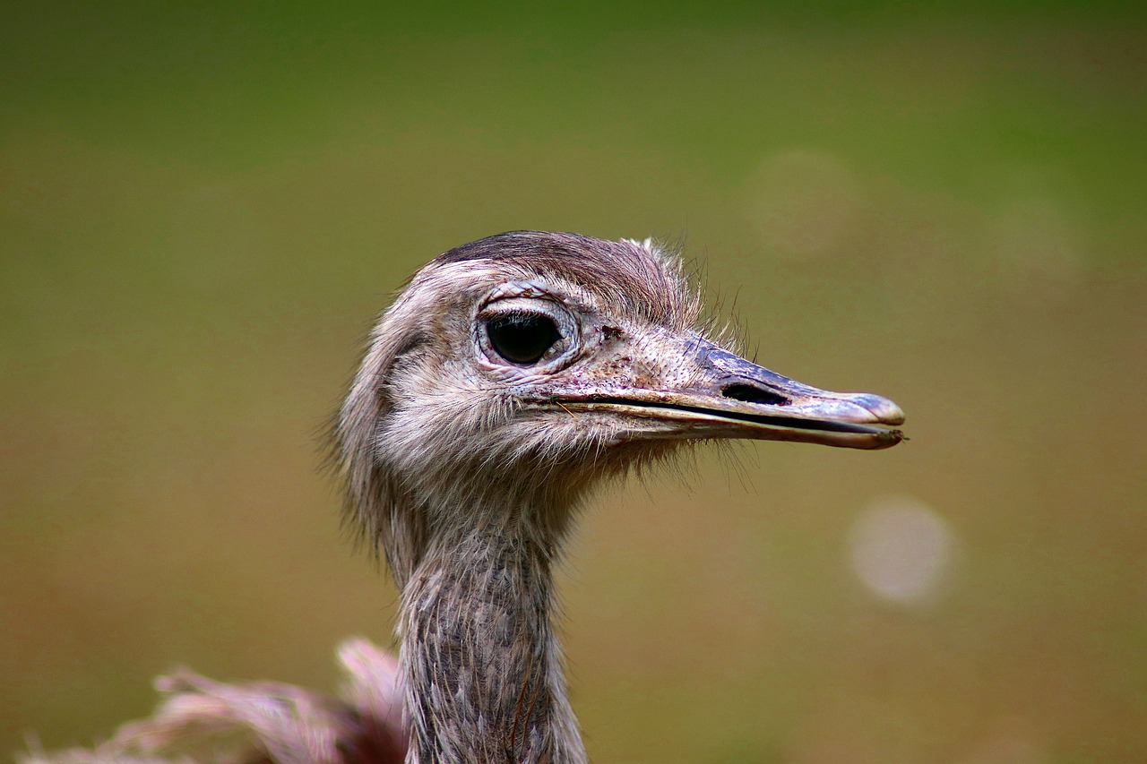 Gyvūnas,  Paukštis,  Pobūdį,  Zoologijos Sodas, Nemokamos Nuotraukos,  Nemokama Licenzija