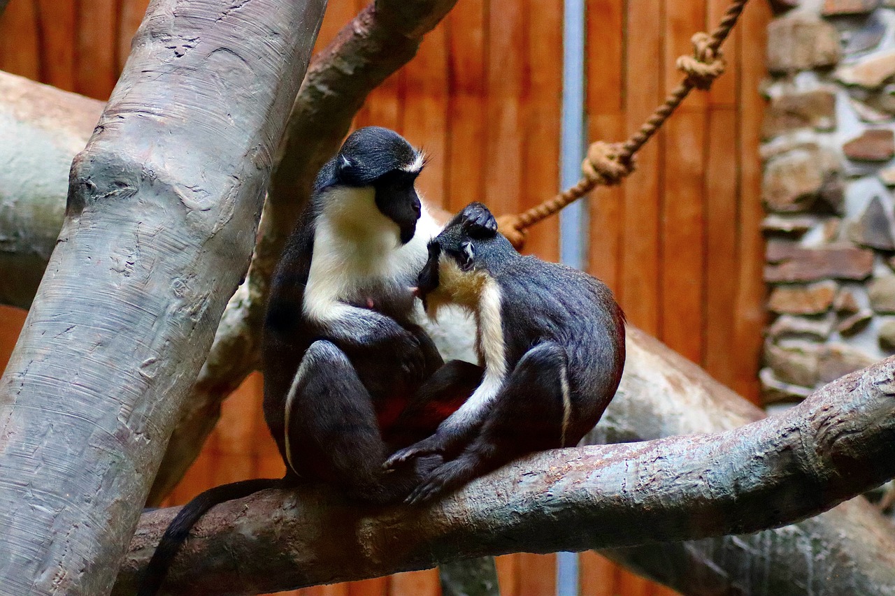 Gyvūnas,  Beždžionė,  Sėdi Beždžionė,  Zoologijos Sodas, Nemokamos Nuotraukos,  Nemokama Licenzija