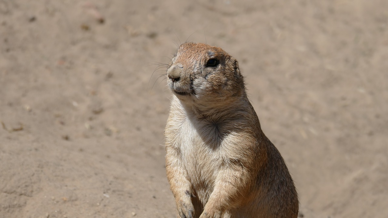 Gyvūnas,  Pobūdį,  Laukinis Gyvūnas,  Mielas,  Smalsu,  Meerkat, Nemokamos Nuotraukos,  Nemokama Licenzija