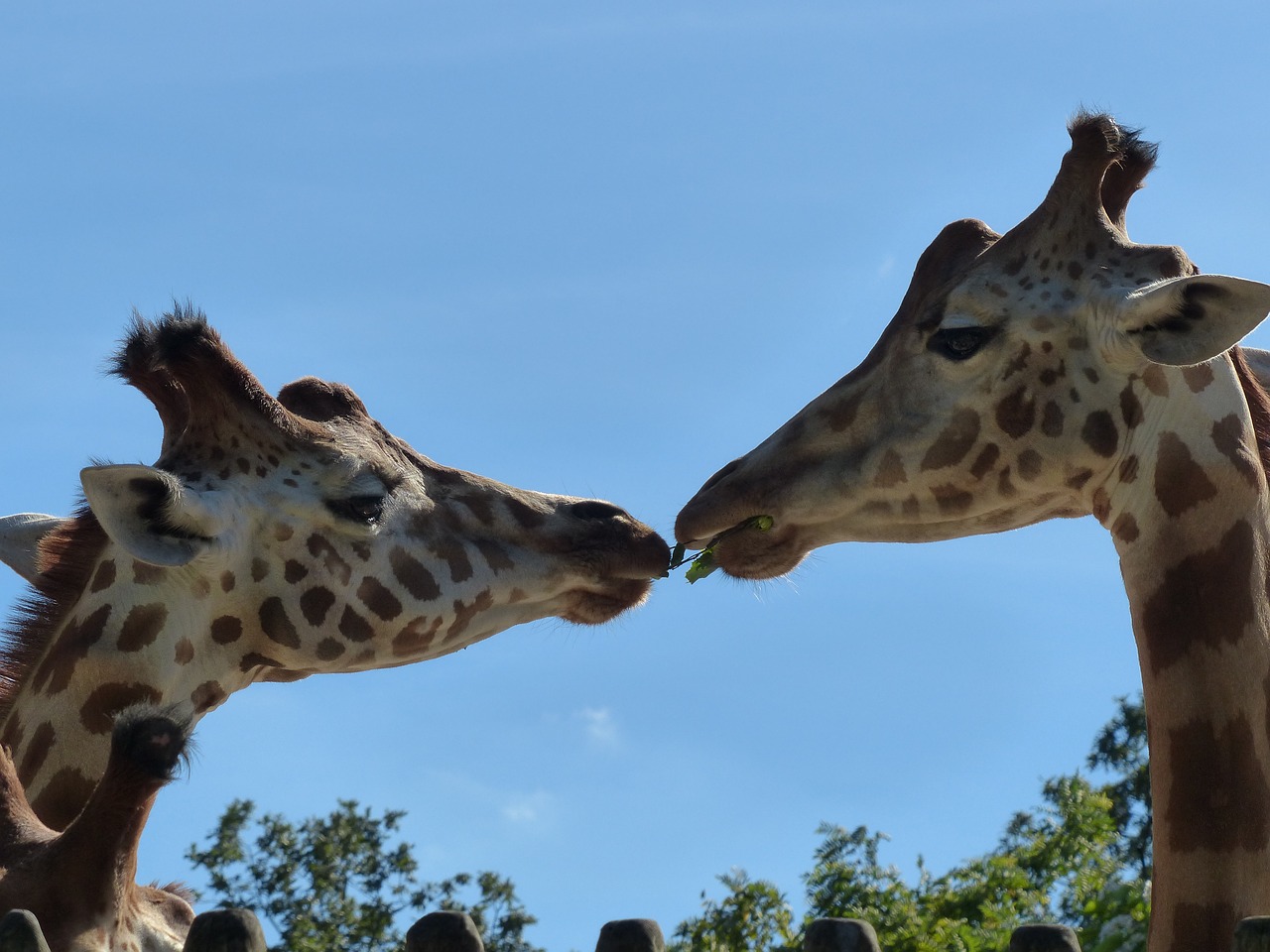 Gyvūnas,  Gyvūnai,  Žirafa,  Zoo,  Pora,  Valgyti,  Lapų,  Afrikos Gyvūnai, Nemokamos Nuotraukos,  Nemokama Licenzija