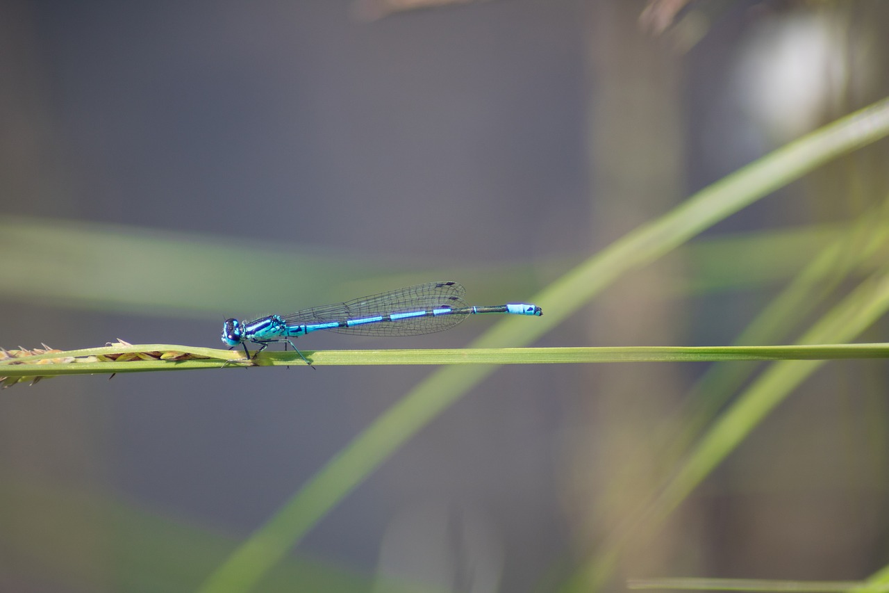 Gyvūnas,  Dragonfly,  Žolė,  Pobūdį,  Aplinka,  Vabzdys, Nemokamos Nuotraukos,  Nemokama Licenzija