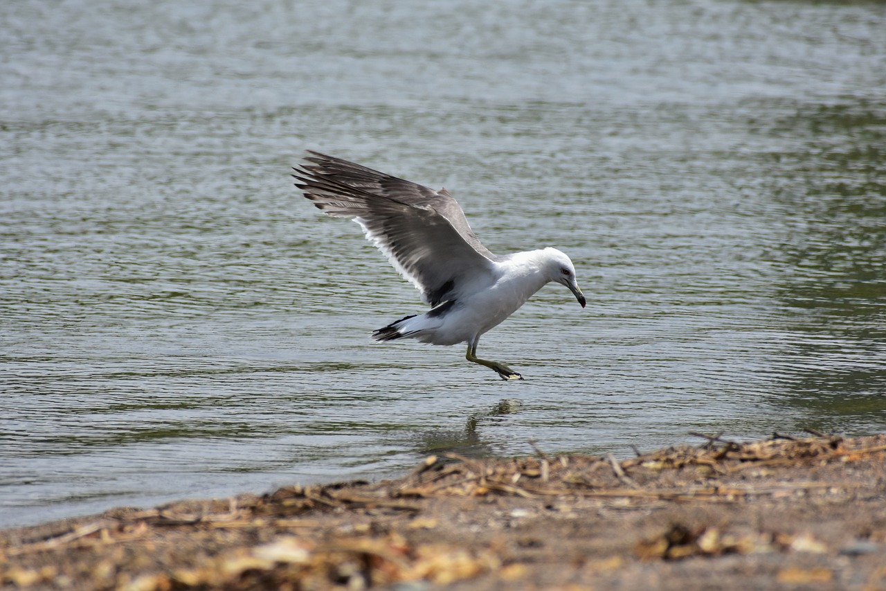 Gyvūnas,  Jūra,  Papludimys,  Paukštis,  Laukiniais Paukščiais,  Sea Gull,  Žuvėdra,  Plunksnų,  Sparnai,  Skrydis