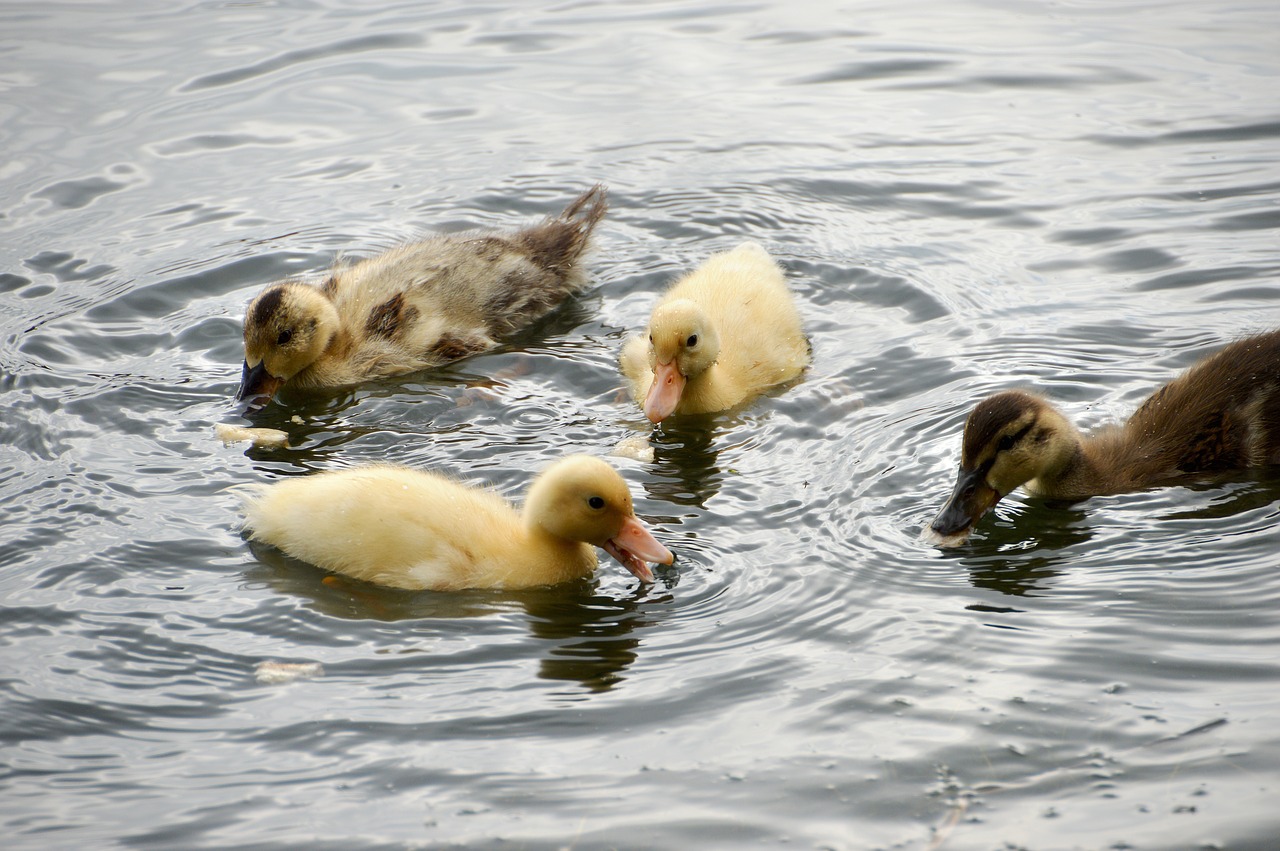 Gyvūnas,  Ančiukų,  Mallard,  Laukinės Antys,  Anseriformes,  Šeimos Anatidae,  Gyvūnas Pelkes,  Gyvūnų Tvenkiniai,  Gyvūnija,  Plunksnos