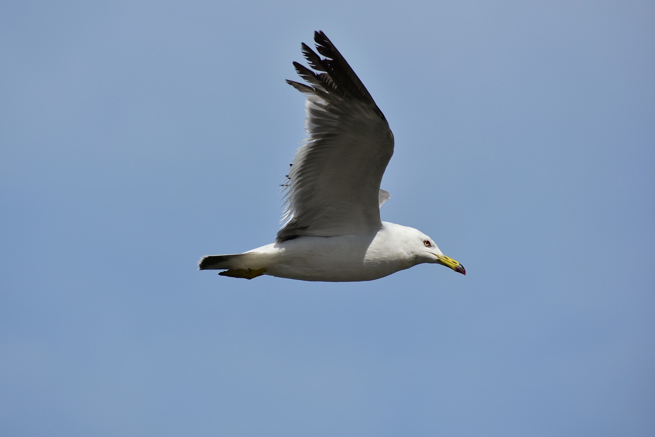 Gyvūnas,  Dangus,  Paukštis,  Laukiniais Paukščiais,  Jūros Paukščių,  Sea Gull,  Žuvėdra,  Plunksnų,  Sparnai,  Skrydis