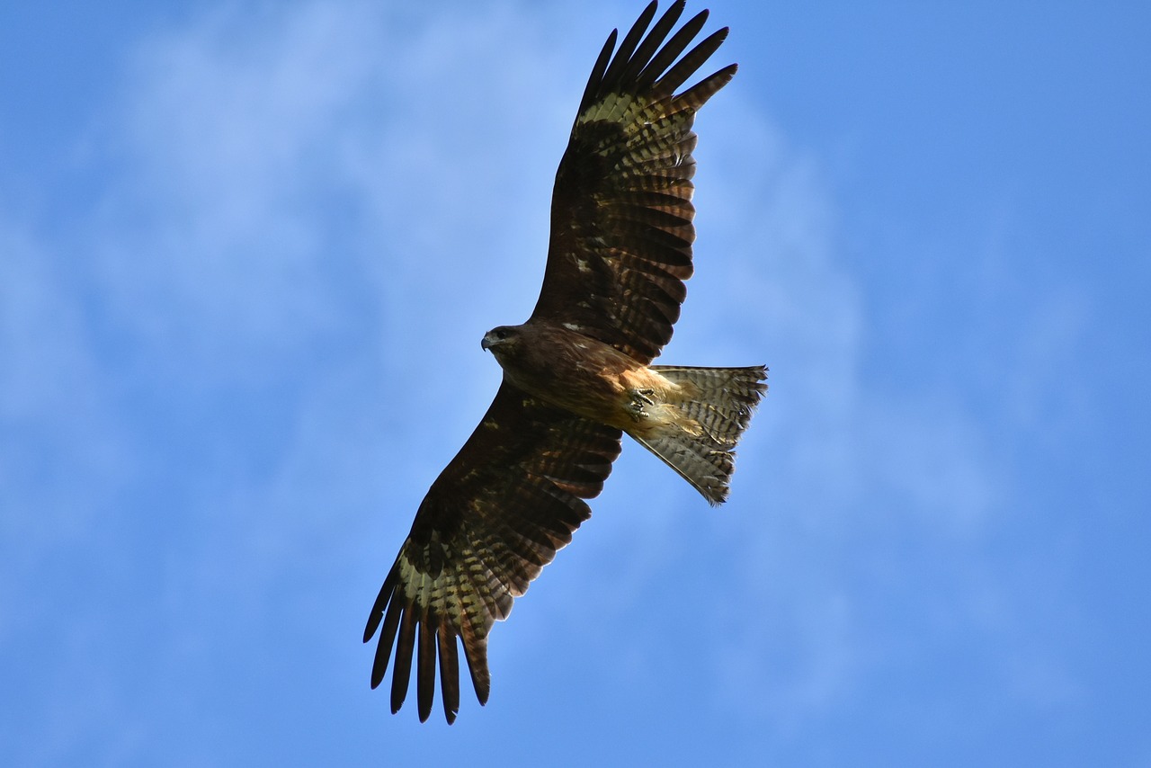 Gyvūnas,  Dangus,  Paukštis,  Laukiniais Paukščiais,  Raptor,  Vaizdo,  Sparnai,  Plunksnų,  Skrydis,  Laisvas