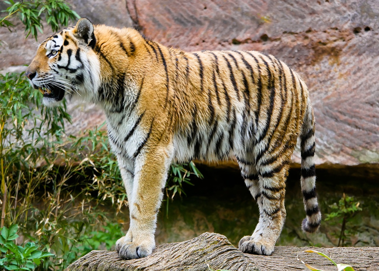Gyvūnas,  Tigras,  Didelė Katė,  Amurtiger,  Katė,  Predator,  Pavojinga,  Sibiro Tigras,  Ūsai,  Pasididžiavimas