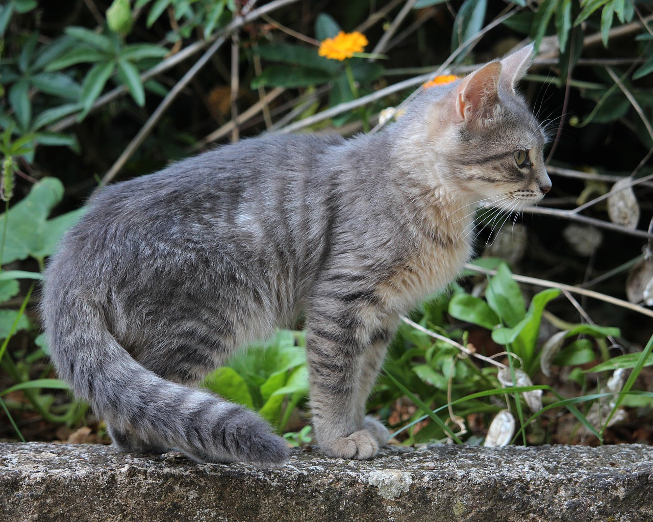 Gyvūnas,  Katė,  Kačiukas,  Augintinė,  Kailiai,  Žinduolis,  Kačių,  Kitty,  Pobūdį,  Purus