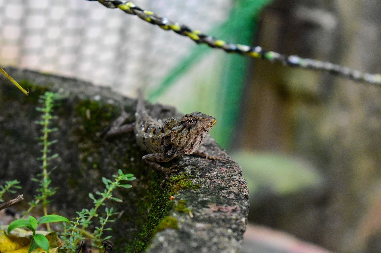 Gyvūnas,  Chameleonas,  Gamta, Nemokamos Nuotraukos,  Nemokama Licenzija