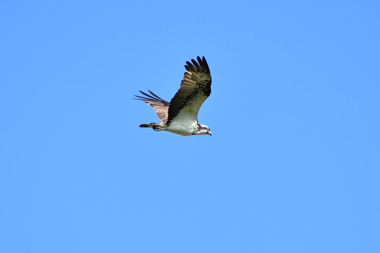 Gyvūnas,  Dangus,  Paukštis,  Laukiniais Paukščiais,  Raptor,  Osprey,  Plunksnų,  Sparnai,  Skrydis,  Laisvas