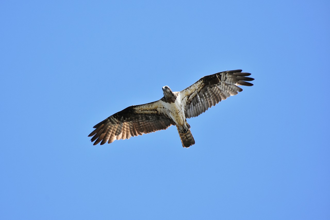 Gyvūnas,  Dangus,  Paukštis,  Laukiniais Paukščiais,  Raptor,  Osprey,  Plunksnų,  Sparnai,  Skrydis,  Laisvas