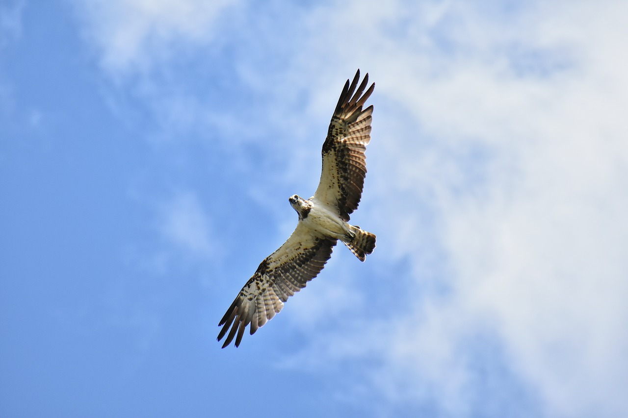 Gyvūnas,  Dangus,  Paukštis,  Laukiniais Paukščiais,  Raptor,  Osprey,  Plunksnų,  Sparnai,  Skrydis,  Laisvas