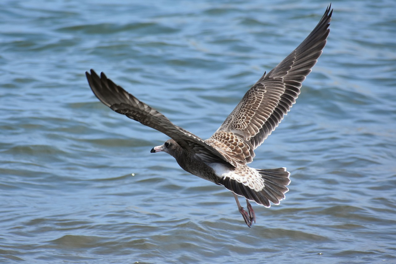 Gyvūnas,  Jūra,  Paukštis,  Laukiniais Paukščiais,  Jūros Paukščių,  Sea Gull,  Žuvėdra,  Plunksnų,  Sparnai,  Skrydis