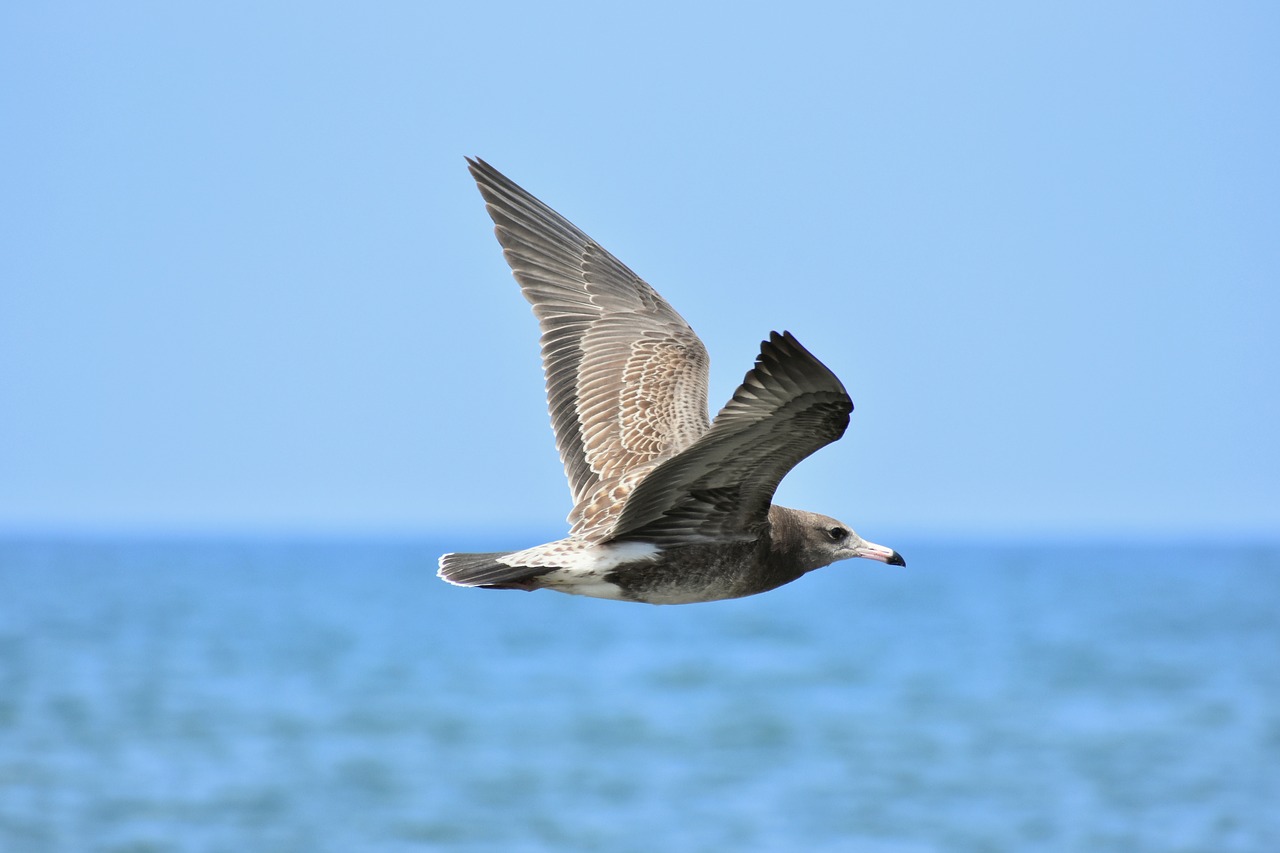 Gyvūnas,  Jūra,  Paukštis,  Laukiniais Paukščiais,  Jūros Paukščių,  Sea Gull,  Žuvėdra,  Plunksnų,  Sparnai,  Skrydis