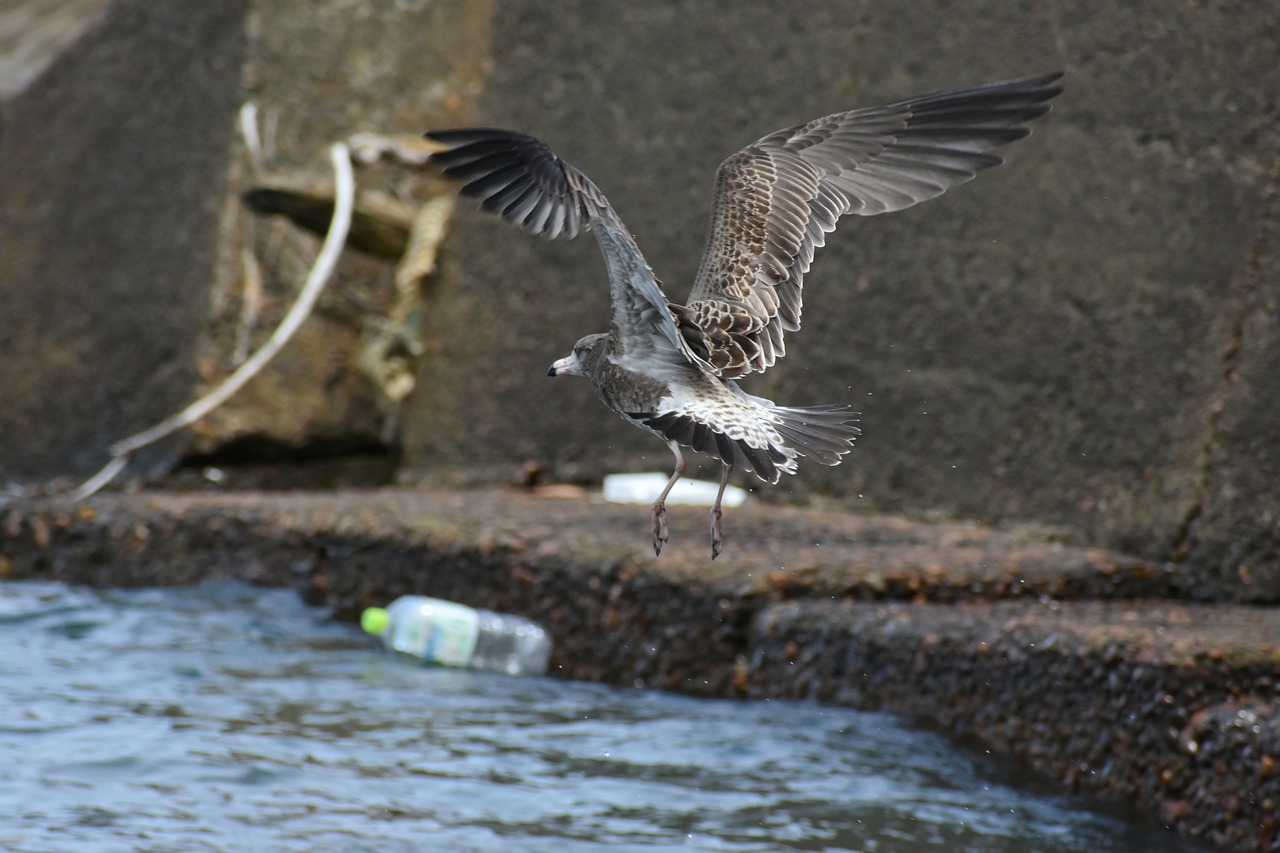 Gyvūnas,  Jūra,  Paukštis,  Laukiniais Paukščiais,  Jūros Paukščių,  Sea Gull,  Žuvėdra,  Plunksnų,  Sparnai,  Skrydis