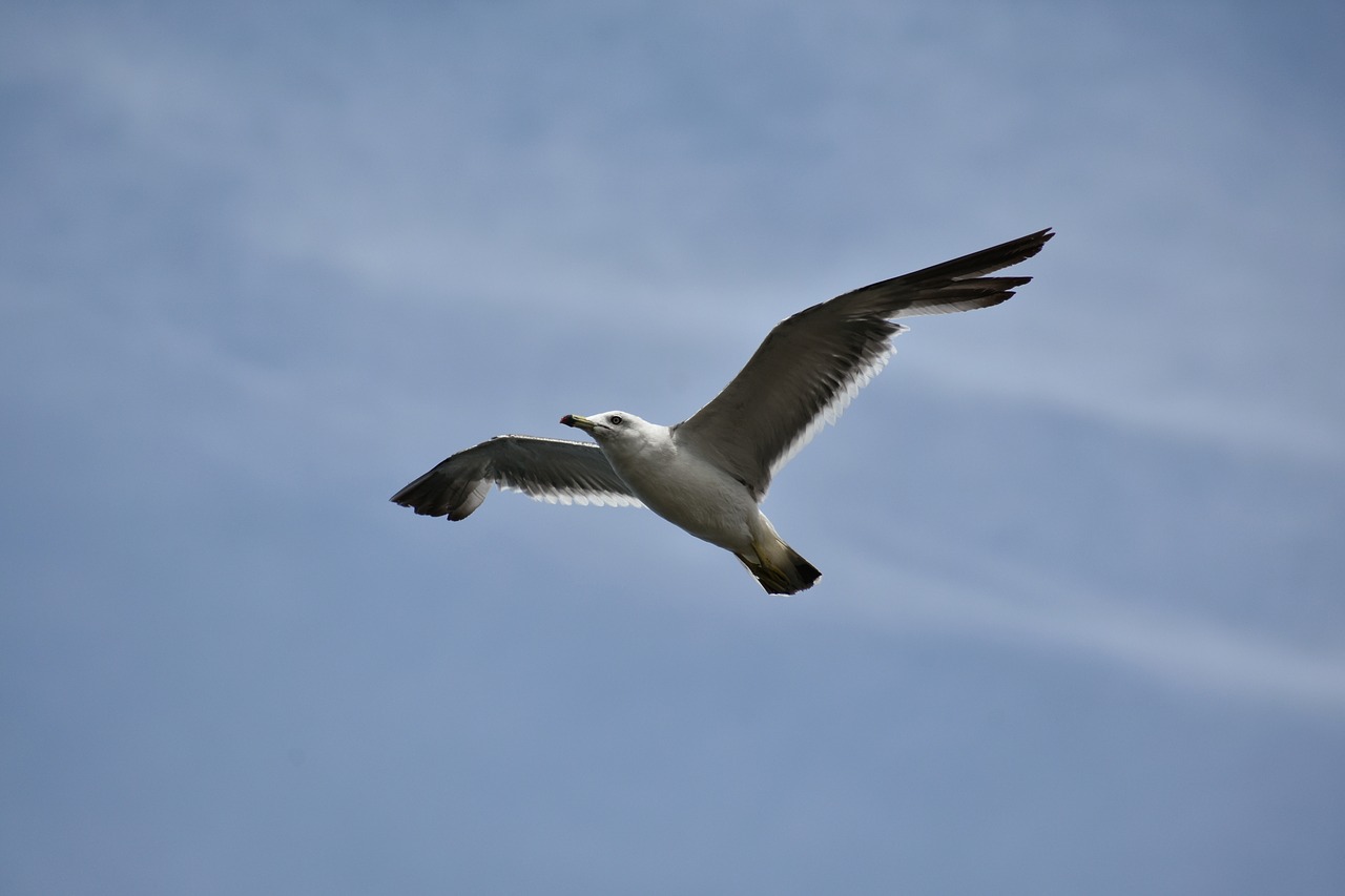 Gyvūnas,  Dangus,  Paukštis,  Laukiniais Paukščiais,  Jūros Paukščių,  Sea Gull,  Žuvėdra,  Plunksnų,  Sparnai,  Skrydis