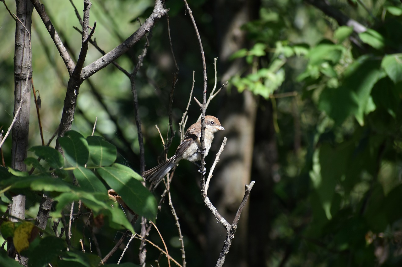 Gyvūnas,  Miškas,  Mediena,  Žalias,  Paukštis,  Laukiniais Paukščiais,  Mozu,  Medšarkė,  Nepilnamečiai,  Mažas Raptor