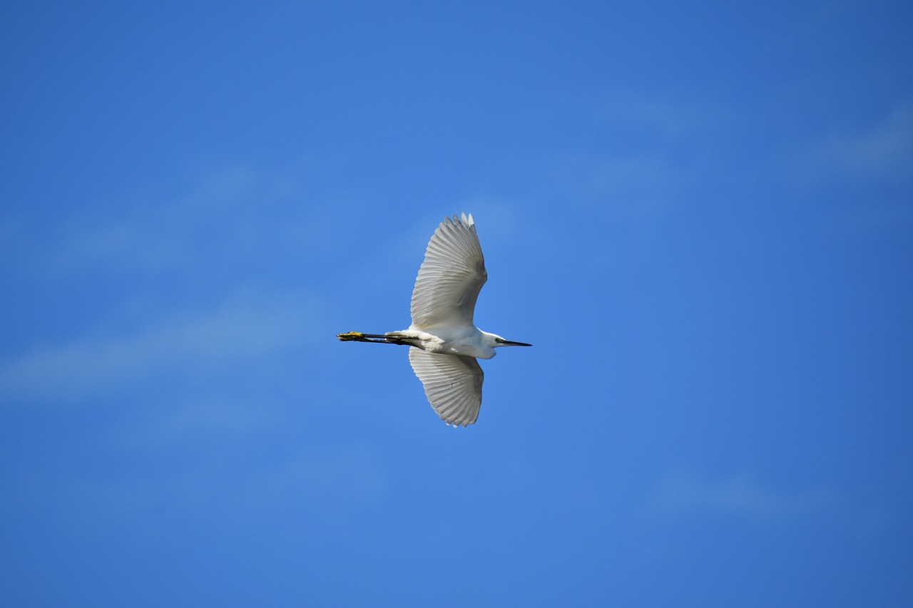 Gyvūnas,  Dangus,  Paukštis,  Laukiniais Paukščiais,  Heron,  Garnys,  Triušis,  Plunksnų,  Sparnai,  Skrydis