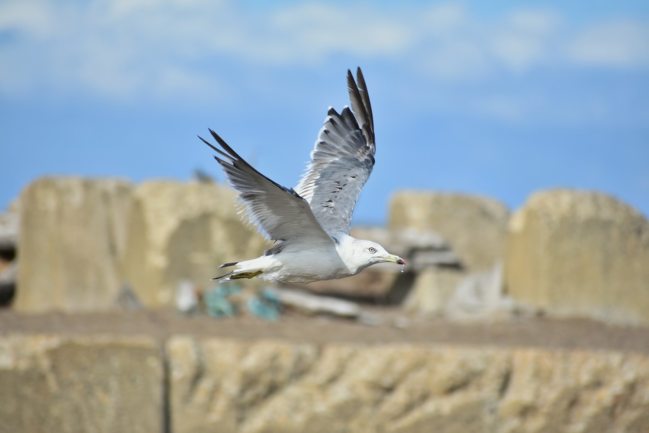 Gyvūnas,  Dangus,  Jūra,  Papludimys,  Paukštis,  Laukiniais Paukščiais,  Jūros Paukščių,  Sea Gull,  Žuvėdra,  Plunksnų