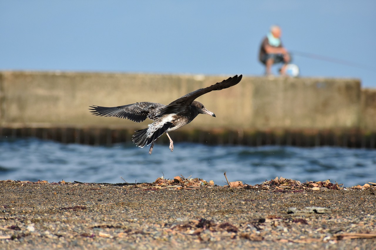 Gyvūnas,  Jūra,  Papludimys,  Paukštis,  Laukiniais Paukščiais,  Jūros Paukščių,  Sea Gull,  Žuvėdra,  Plunksnų,  Sparnai