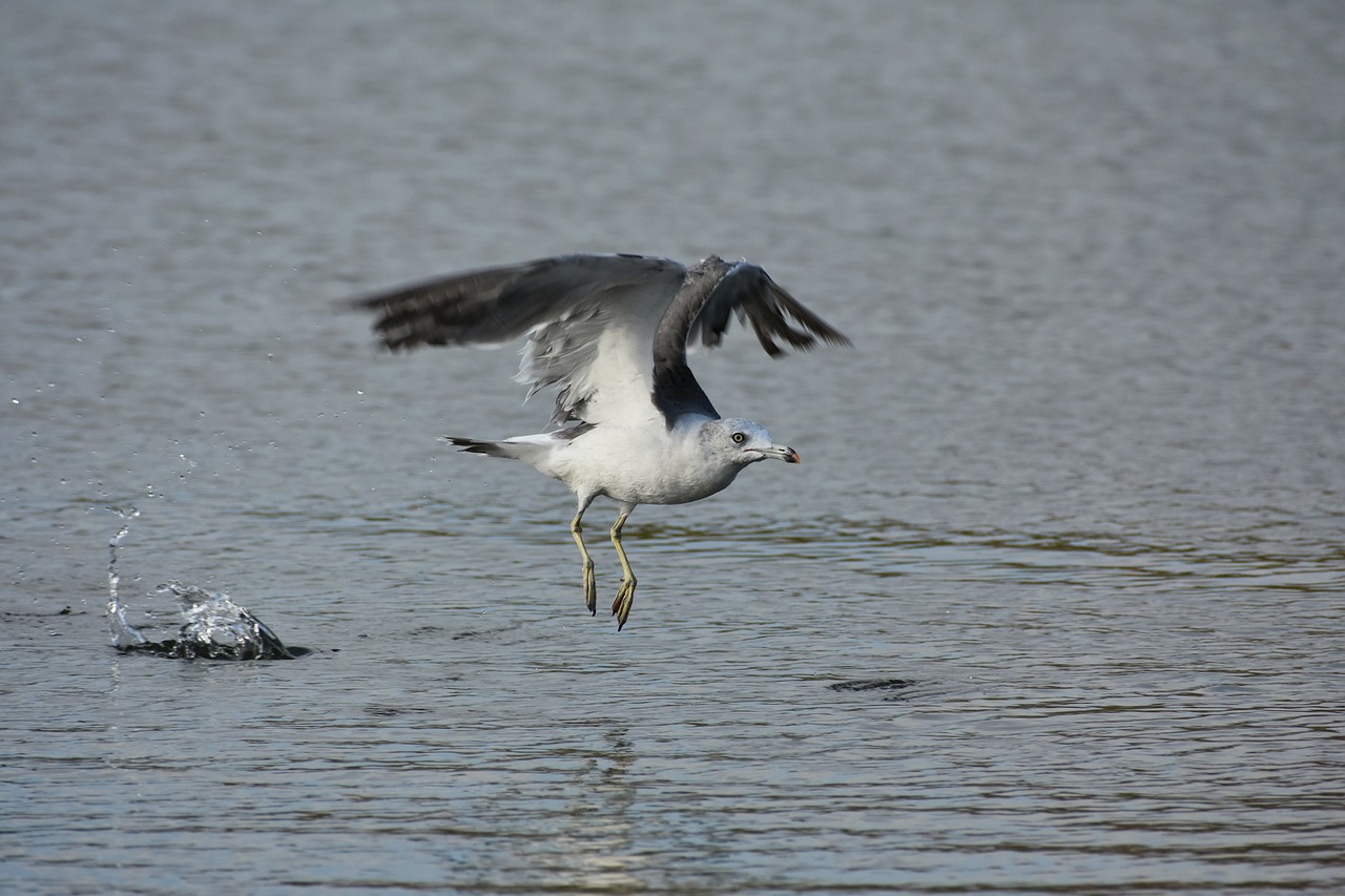 Gyvūnas,  Jūra,  Papludimys,  Paukštis,  Laukiniais Paukščiais,  Jūros Paukščių,  Sea Gull,  Žuvėdra,  Plunksnų,  Sparnai