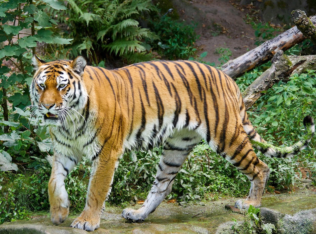 Gyvūnas,  Tigras,  Didelė Katė,  Amurtiger,  Katė,  Predator,  Pavojinga,  Sibiro Tigras,  Ūsai,  Pasididžiavimas