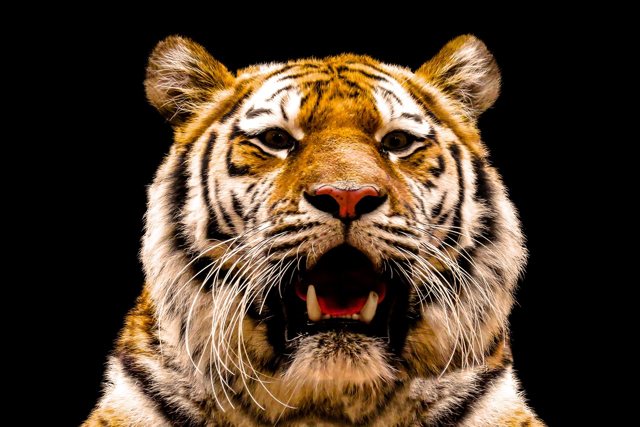 Gyvūnas,  Tigras,  Didelė Katė,  Amurtiger,  Katė,  Predator,  Gyvūnų Portretas,  Pavojinga,  Sibiro Tigras,  Ūsai