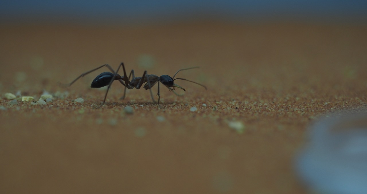 Gyvūnas,  Ant,  Makro,  Vabzdys,  Iš Arti, Nemokamos Nuotraukos,  Nemokama Licenzija