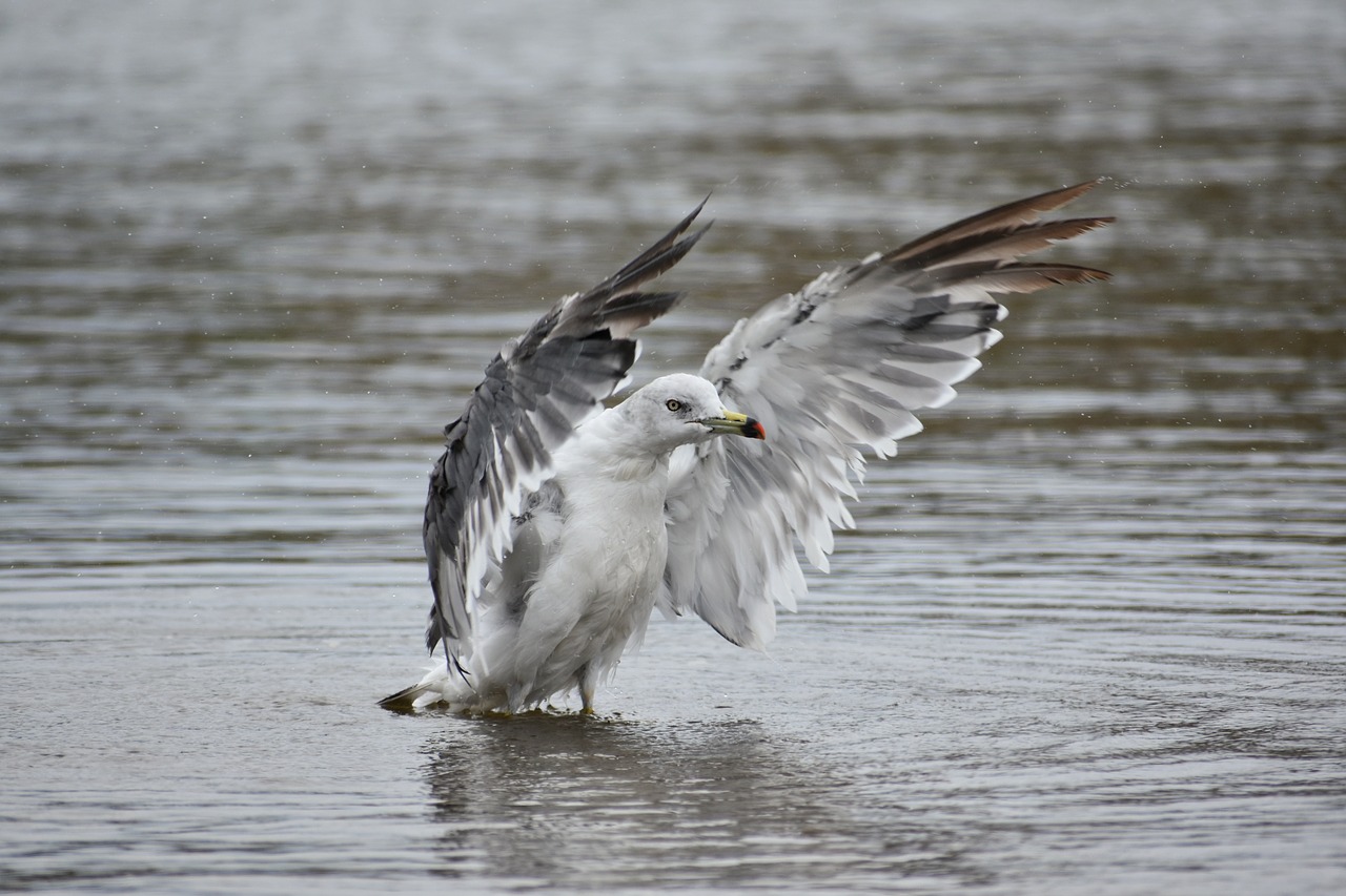 Gyvūnas,  Jūra,  Papludimys,  Paukštis,  Laukiniais Paukščiais,  Jūros Paukščių,  Sea Gull,  Žuvėdra,  Plunksnų,  Sparnai