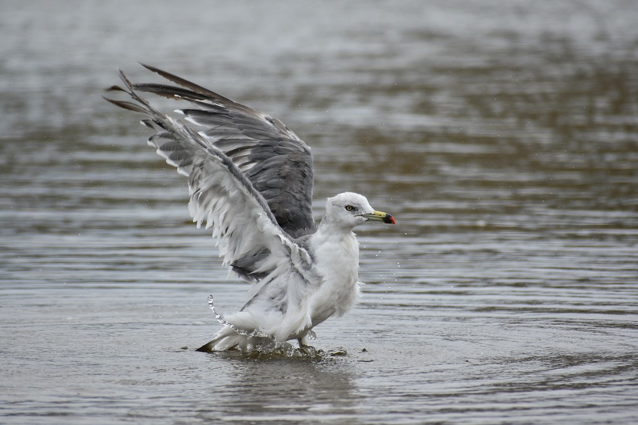 Gyvūnas,  Jūra,  Papludimys,  Paukštis,  Laukiniais Paukščiais,  Jūros Paukščių,  Sea Gull,  Žuvėdra,  Plunksnų,  Sparnai