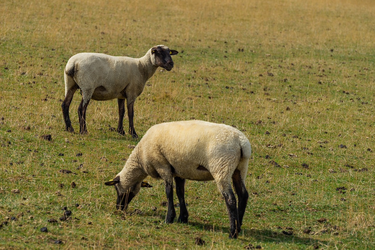 Gyvūnas,  Avių,  Pobūdį,  Vata,  Kaimo,  Kraštovaizdis,  Žemdirbystė,  Meadow,  Pylimas,  Vaizdingas