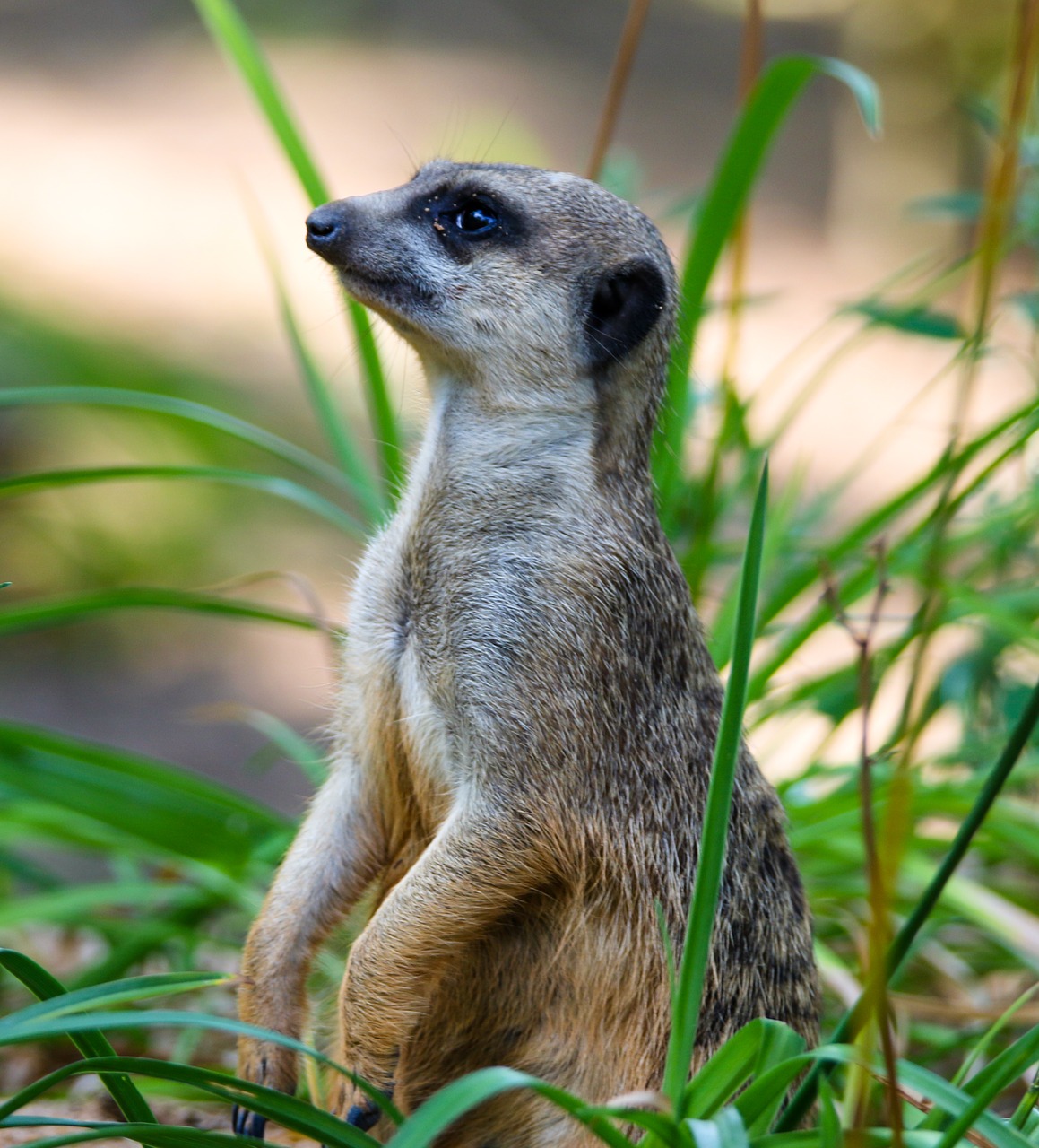 Gyvūnas,  Meerkat,  Smalsu,  Apsauga,  Vyrai,  Kailiai,  Sėdėti,  Dėmesio,  Žolė,  Mielas