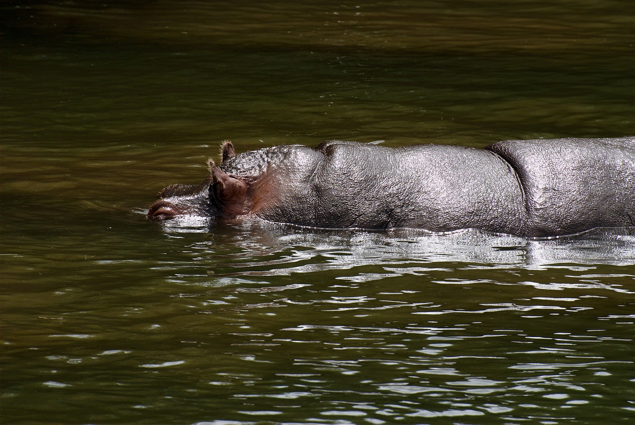 Gyvūnas, Pelėnas, Gyvūnai, Fauna, Nemokamos Nuotraukos,  Nemokama Licenzija