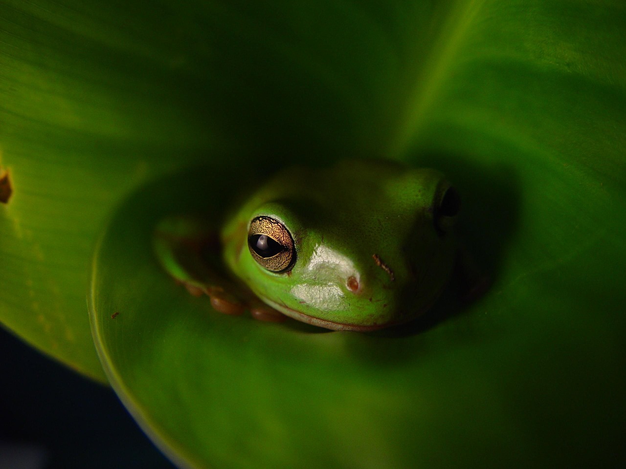 Gyvūnas, Varlė, Varliagyviai, Ropliai, Gyvūnai, Fauna, Nemokamos Nuotraukos,  Nemokama Licenzija