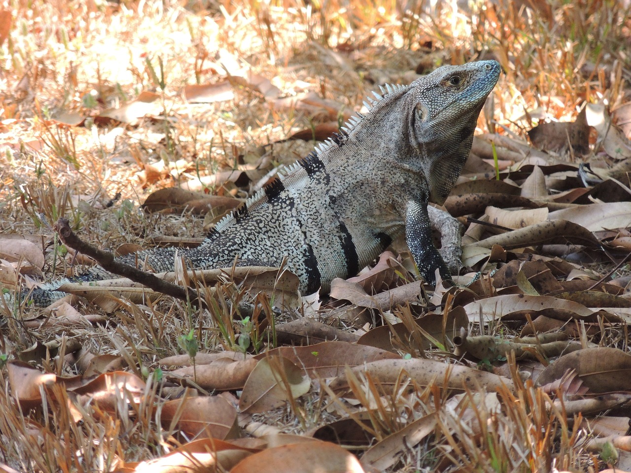 Gyvūnas, Iguana, Ropliai, Gamta, Iguanas, Nemokamos Nuotraukos,  Nemokama Licenzija