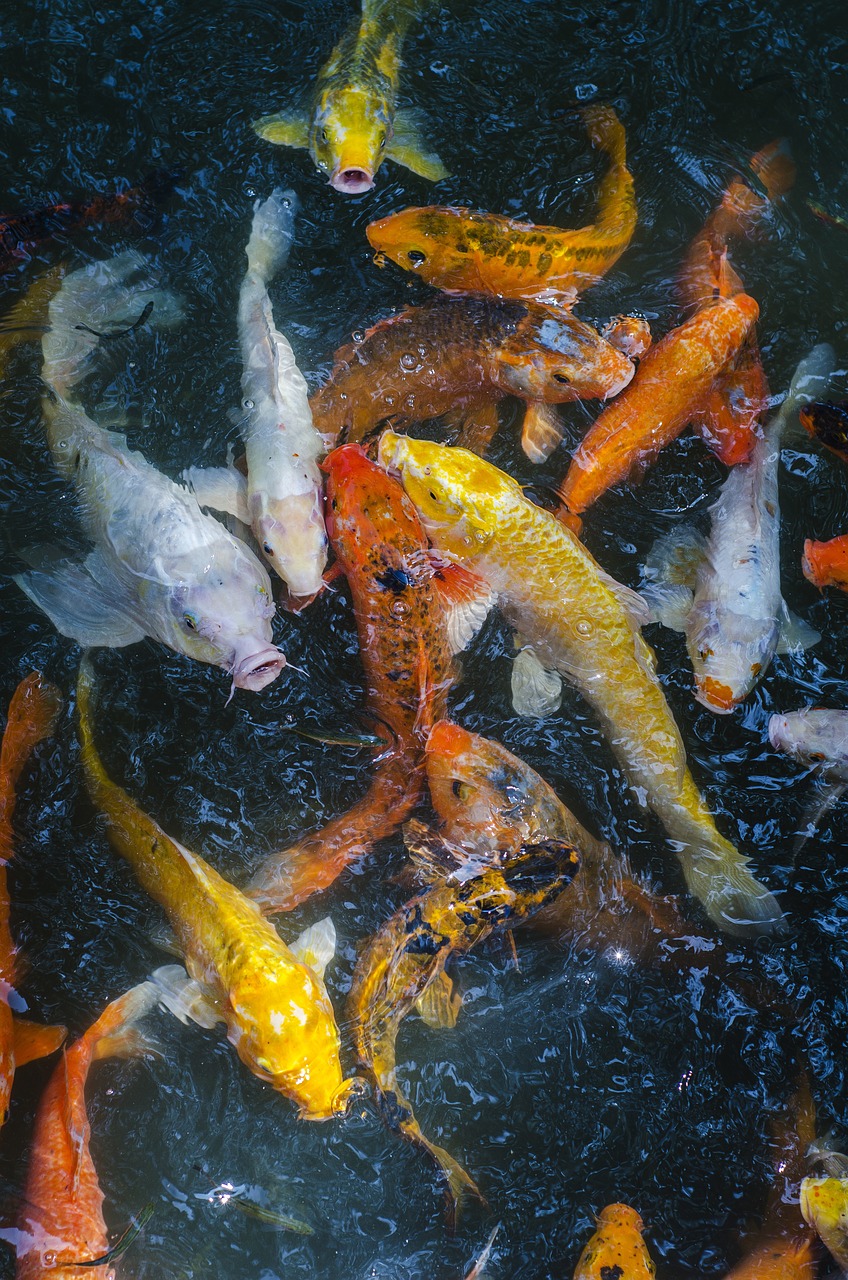 Gyvūnas, Žuvis, Hangzhou, Qu Yuan Feng, Nemokamos Nuotraukos,  Nemokama Licenzija