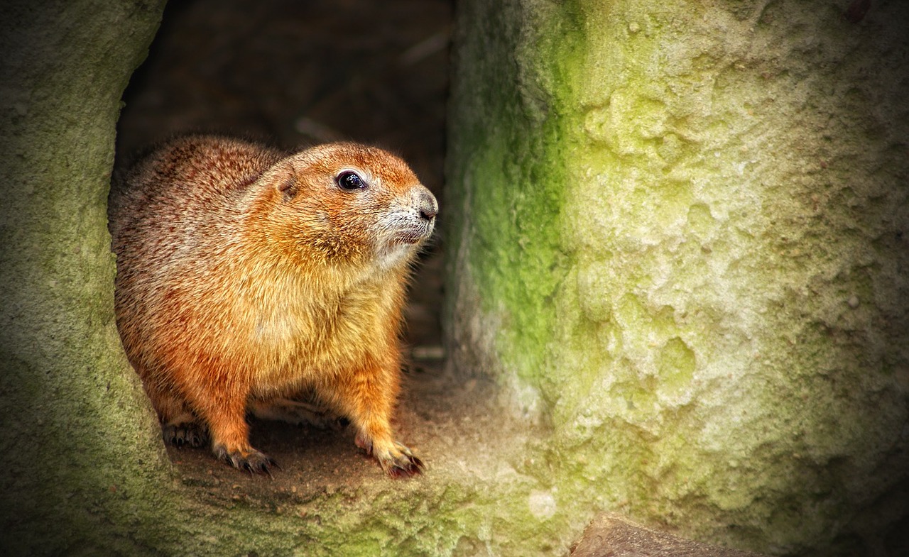 Gyvūnas, Zoologijos Sodas, Gyvūnai, Žinduoliai, Žinduolis, Nemokamos Nuotraukos,  Nemokama Licenzija