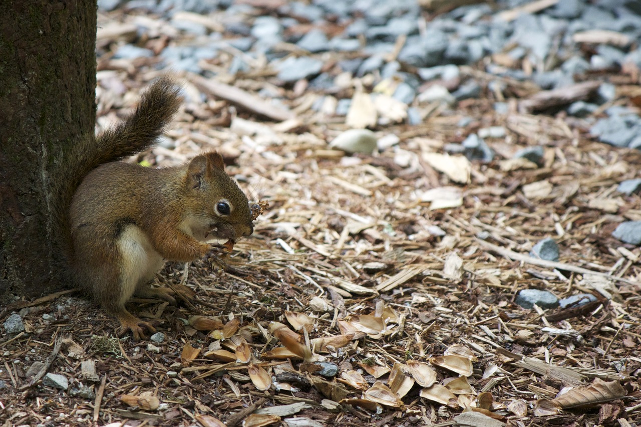 Gyvūnas, Voverė, Laukinė Gamta, Gamta, Mielas, Žinduolis, Laukiniai, Fauna, Kailis, Graužikas