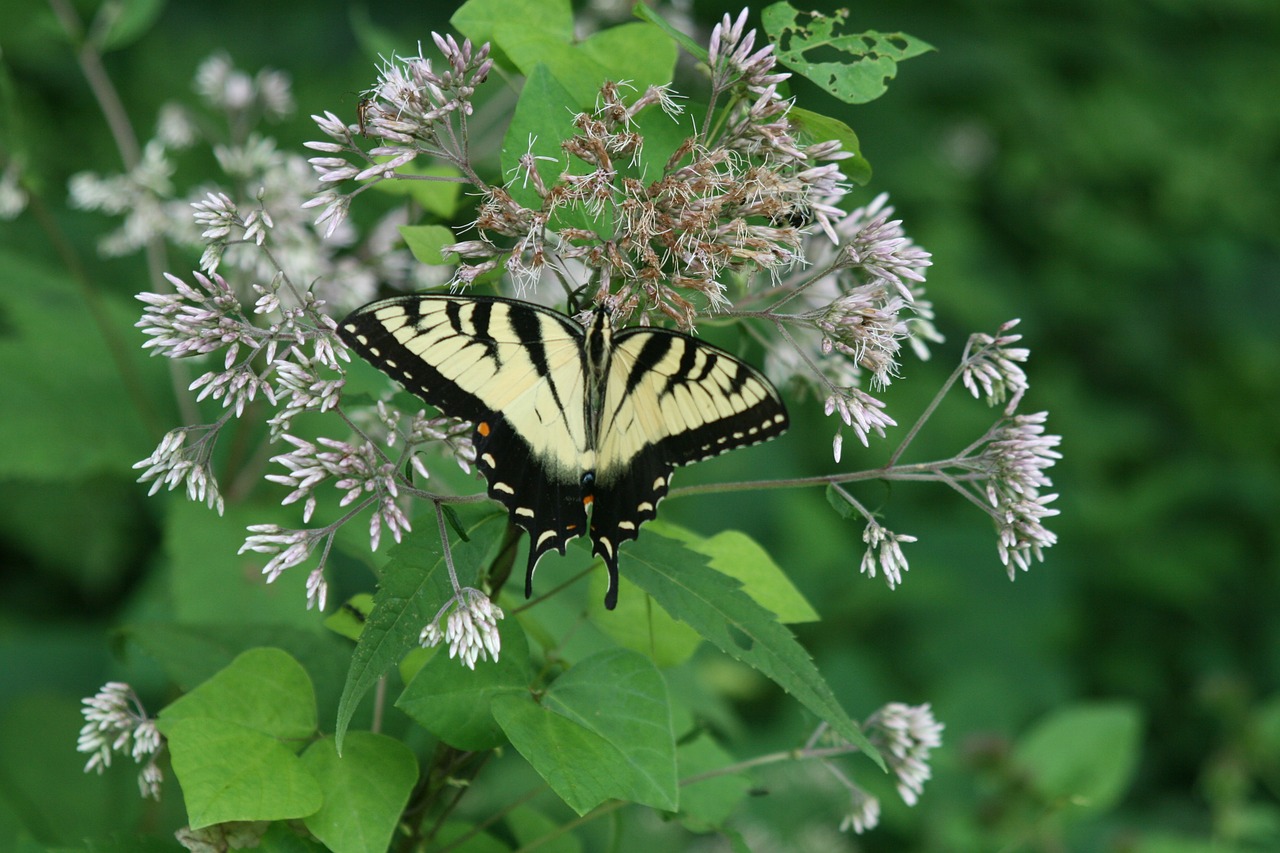 Gyvūnas, Vabzdys, Drugelis, Swallowtail, Papilio, Machaon, Gamta, Skristi, Spalva, Makro