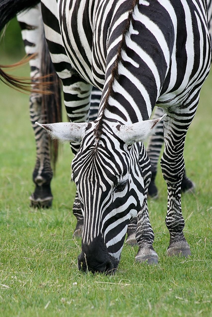 Gyvūnas, Zebra, Safari, Nemokamos Nuotraukos,  Nemokama Licenzija