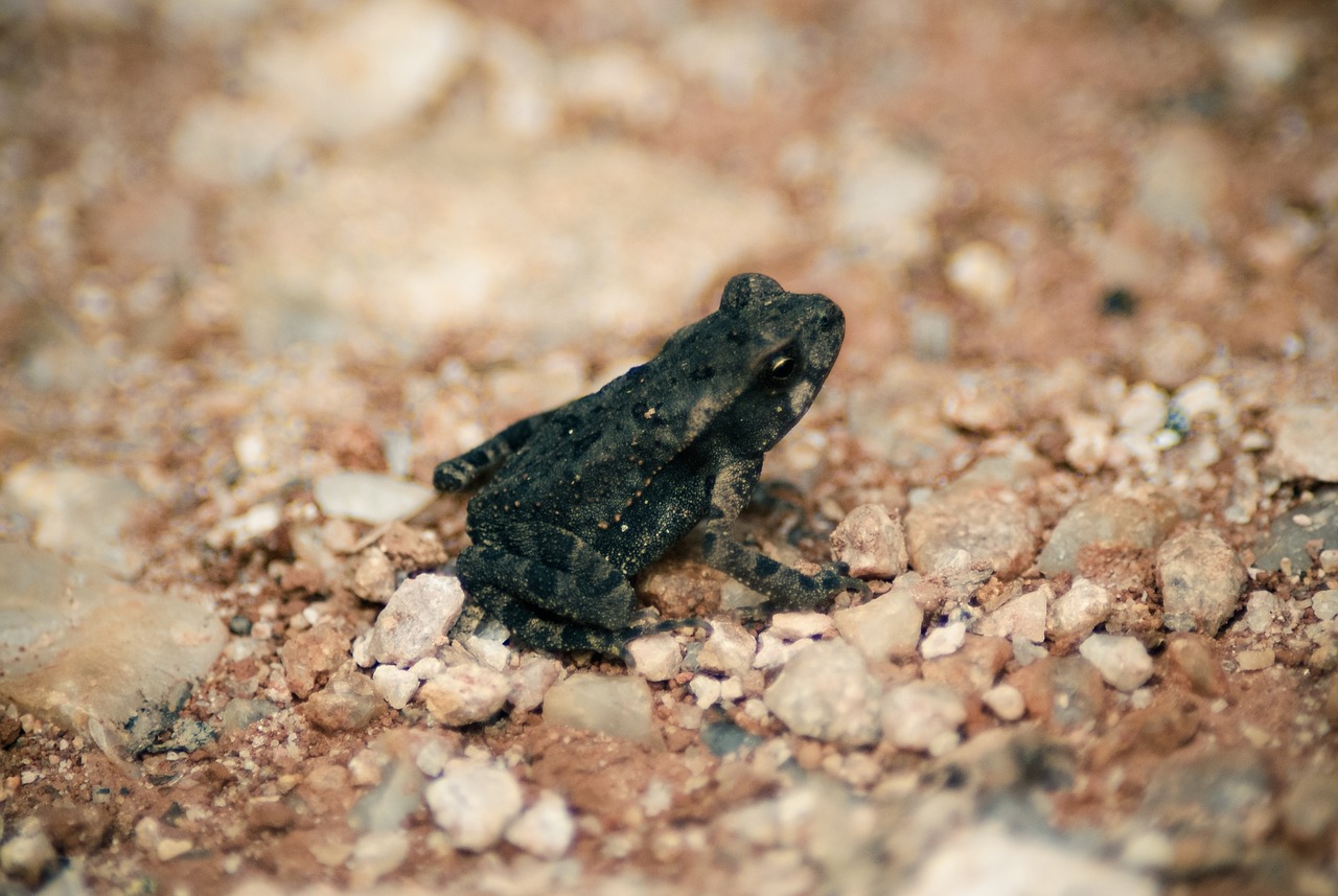 Gyvūnas, Varlė, Amfibija, Mažas, Mažai, Laukinė Gamta, Makro, Žvyras, Padaras, Fauna