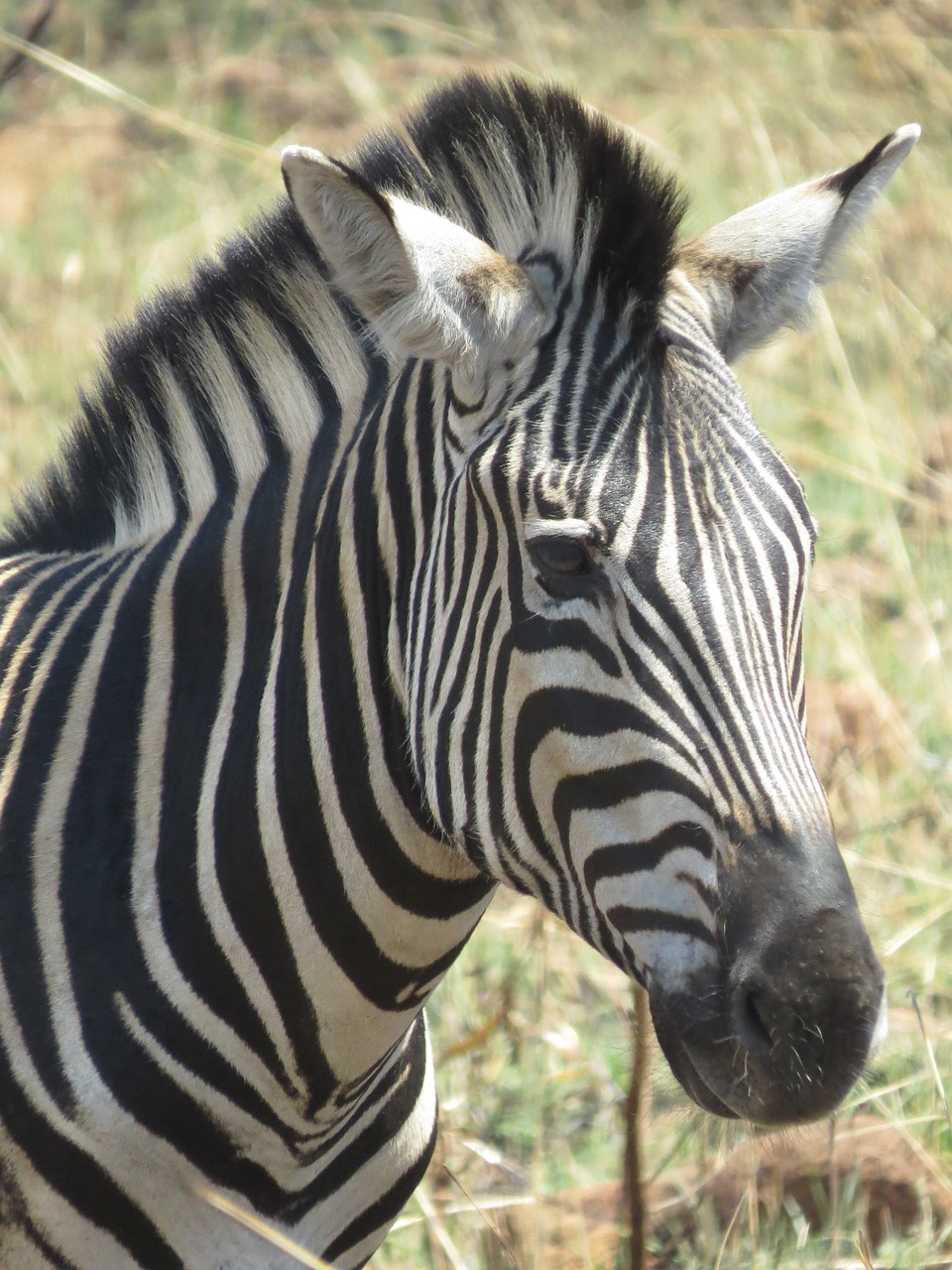 Gyvūnas, Afrika, Zebras Galva, Nemokamos Nuotraukos,  Nemokama Licenzija