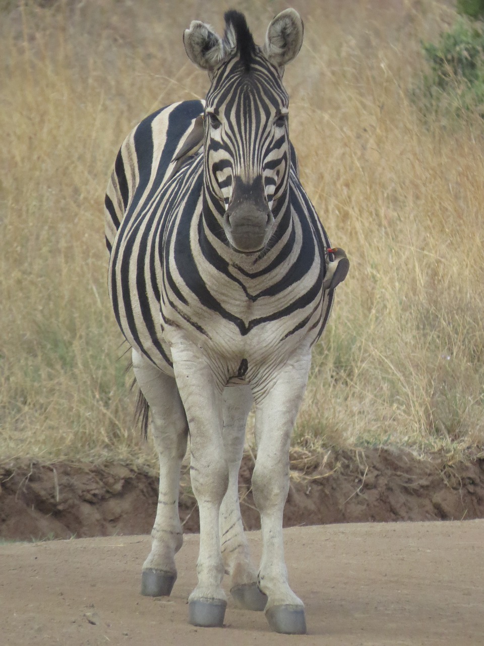 Gyvūnas, Jaunoji Zebra, Afrikiečių Savana, Nemokamos Nuotraukos,  Nemokama Licenzija