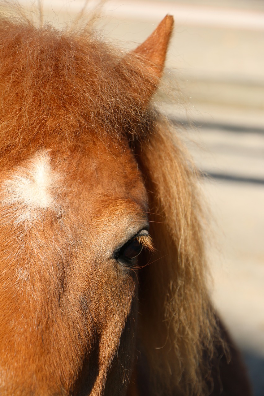 Gyvūnas, Ponis, Plaukai, Akys, Pabaigos Dėmė, Nemokamos Nuotraukos,  Nemokama Licenzija