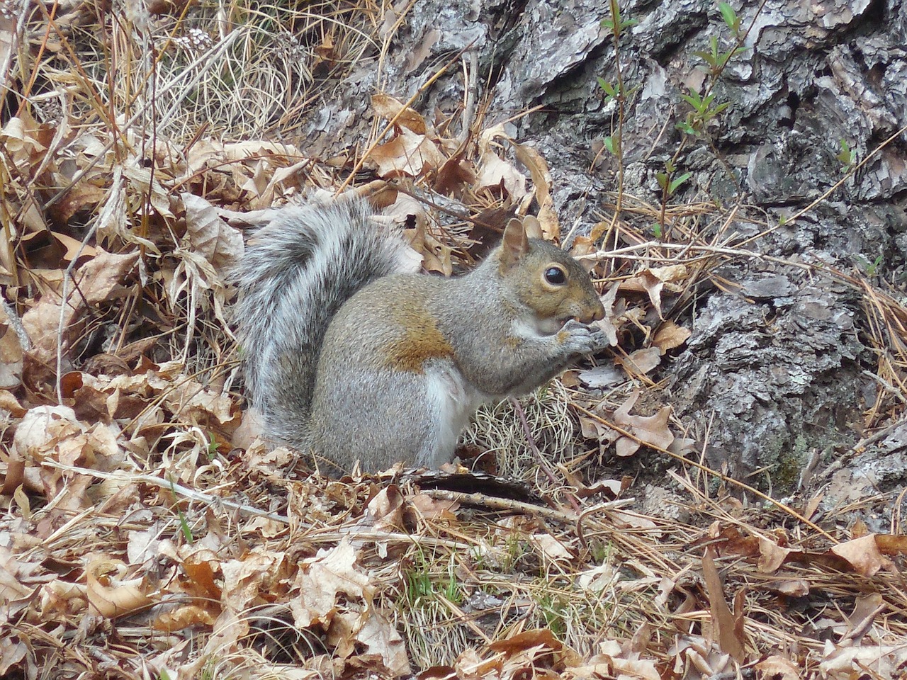 Gyvūnas,  Voverė,  Laukiniai,  Gamta,  Miškas,  Laukinė Gamta,  Mielas,  Žinduolis,  Medis,  Juokinga