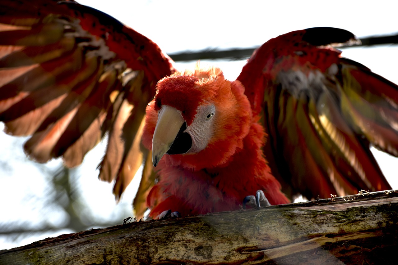 Gyvūnas,  Ara,  Sąskaitą,  Paukštis,  Spalvinga,  Gyvūnų Pasaulis,  Plunksna,  Raudona Macaw,  Papūga,  Plumėjimas