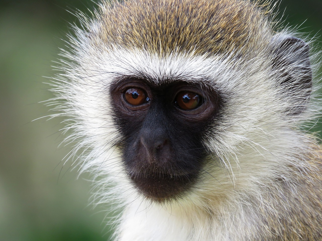 Gyvūnas,  Gamta,  Ape,  Beždžionė,  Veidas,  Portretas,  Laukinė Gamta,  Žinduolis,  Mielas,  Zoologijos Sodas