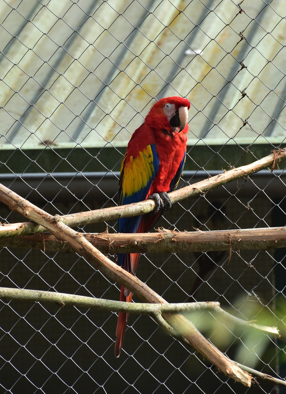 Gyvūnas,  Ara,  Sąskaitą,  Paukštis,  Spalvinga,  Gyvūnų Pasaulis,  Plunksna,  Raudona Macaw,  Papūga,  Plumėjimas